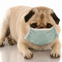 Kennel Cough In Dogs